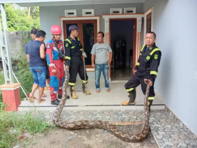 Ular Piton 6 Meter Masuk Rumah Warga, Damkar Bantu Evakuasi