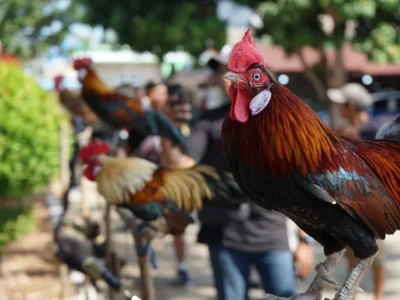 Pemerintah Diharapkan Buat Perda untuk Melindungi Pelestarian Ayam Hutan