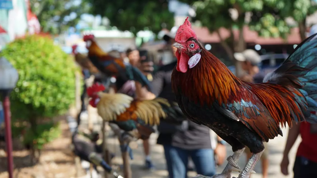 Pemerintah Diharapkan Buat Perda untuk Melindungi Pelestarian Ayam Hutan