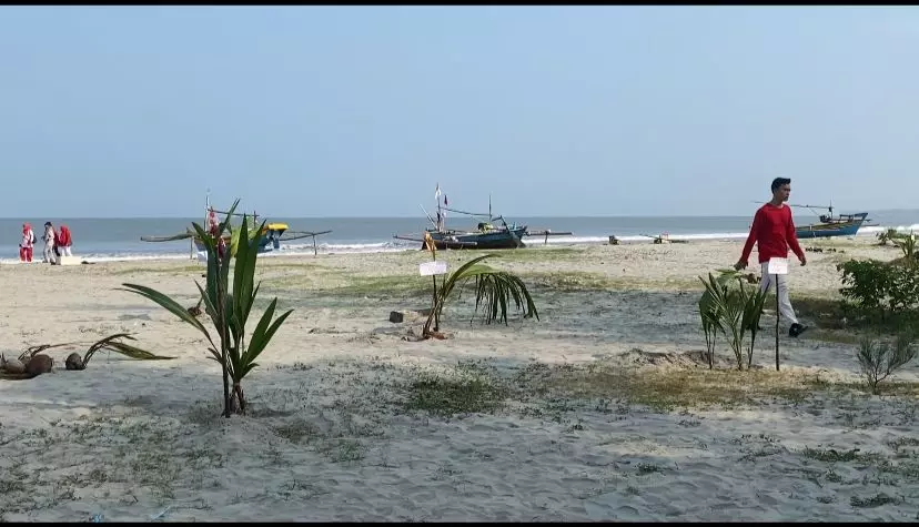 Seribu Bibit Pohon Kelapa Ditanam di Pantai Jakat