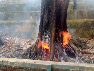 Akibat Pembakaran Sampah, Pohon Setinggi 30 Meter Ikut Terbakar