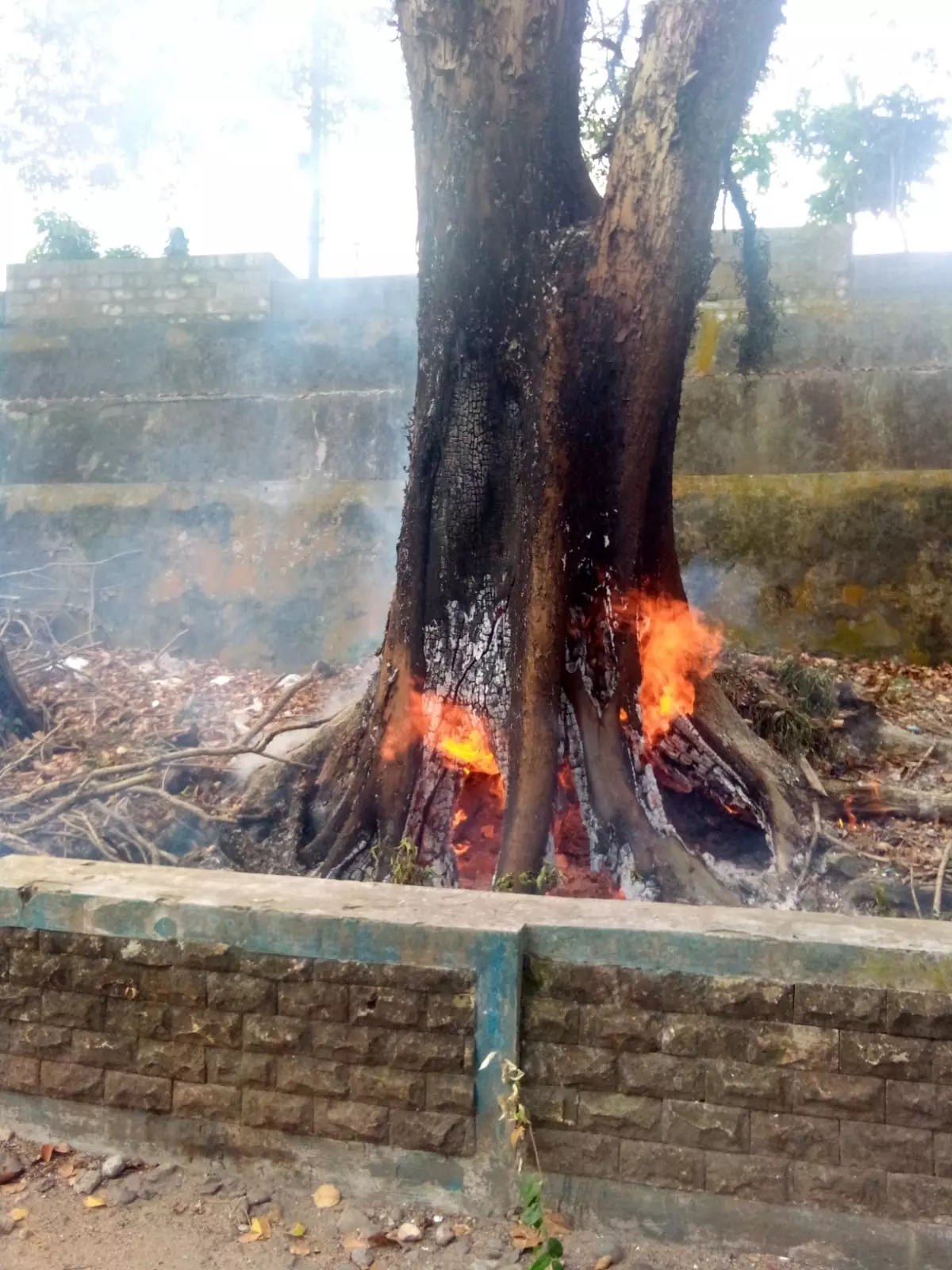 Akibat Pembakaran Sampah, Pohon Setinggi 30 Meter Ikut Terbakar