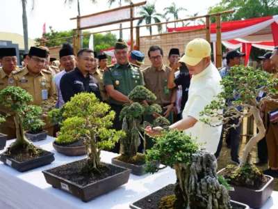 Ratusan Bonsai Seharga Puluhan Juta Dipamerkan di Festival Bonsai Bengkulu