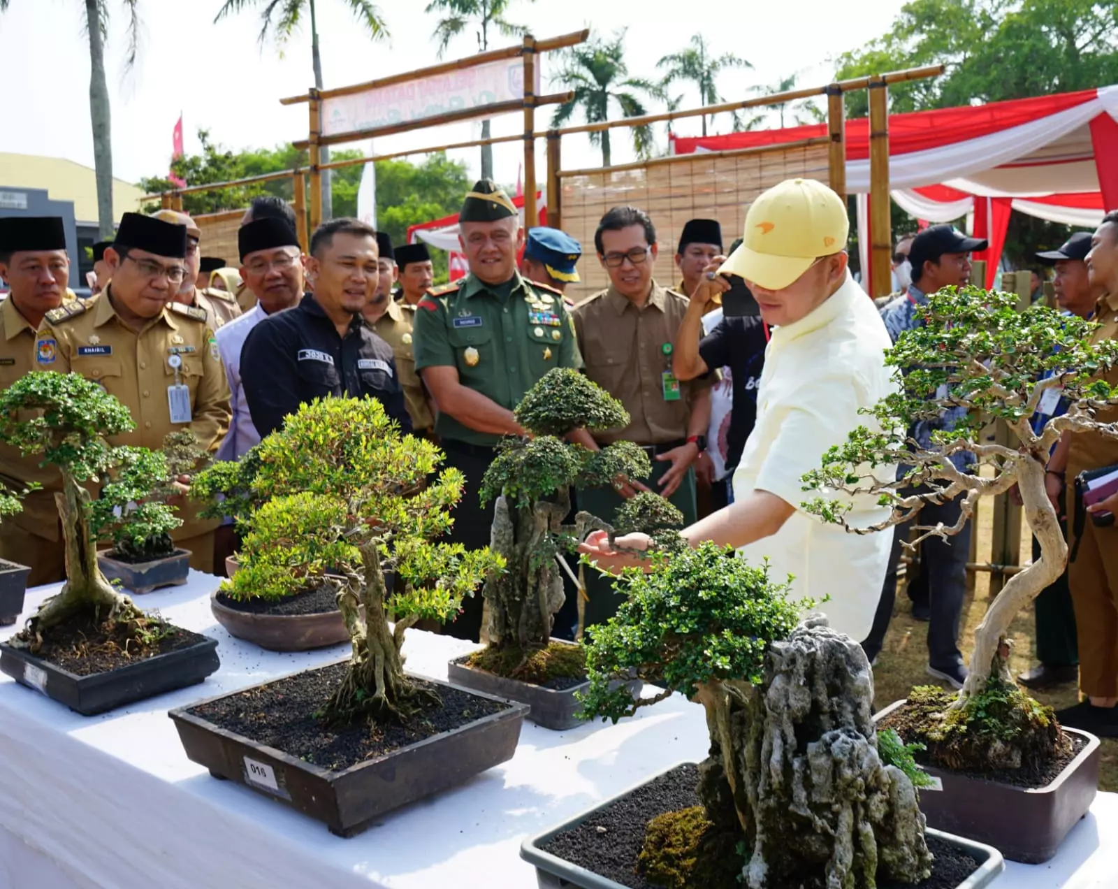 Ratusan Bonsai Seharga Puluhan Juta Dipamerkan di Festival Bonsai Bengkulu