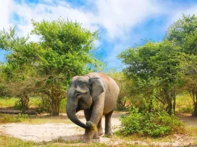 Selamatkan Gajah Sumatera, KSBAS Tuntut Pemerintah Cabut Izin PT di Kawasan Ini