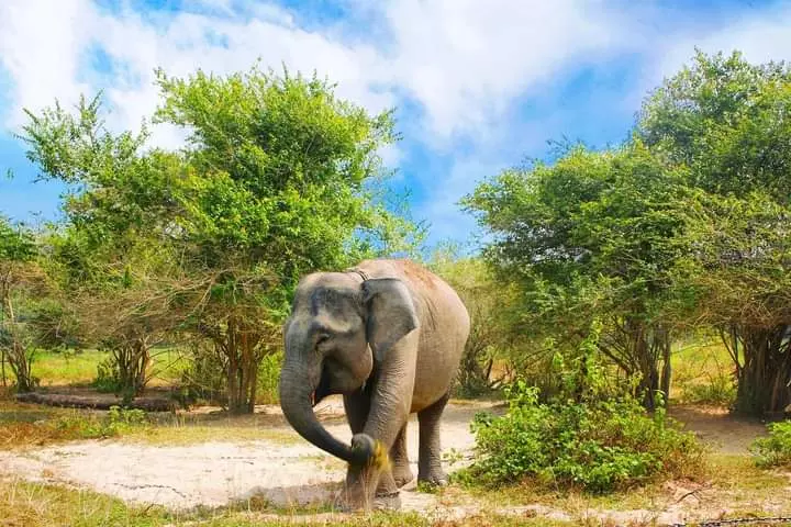 Selamatkan Gajah Sumatera, KSBAS Tuntut Pemerintah Cabut Izin PT di Kawasan Ini