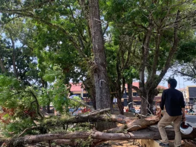 Angin Kencang, Pohon di Kawasan View Tower Roboh, Hampir Timpa Warga