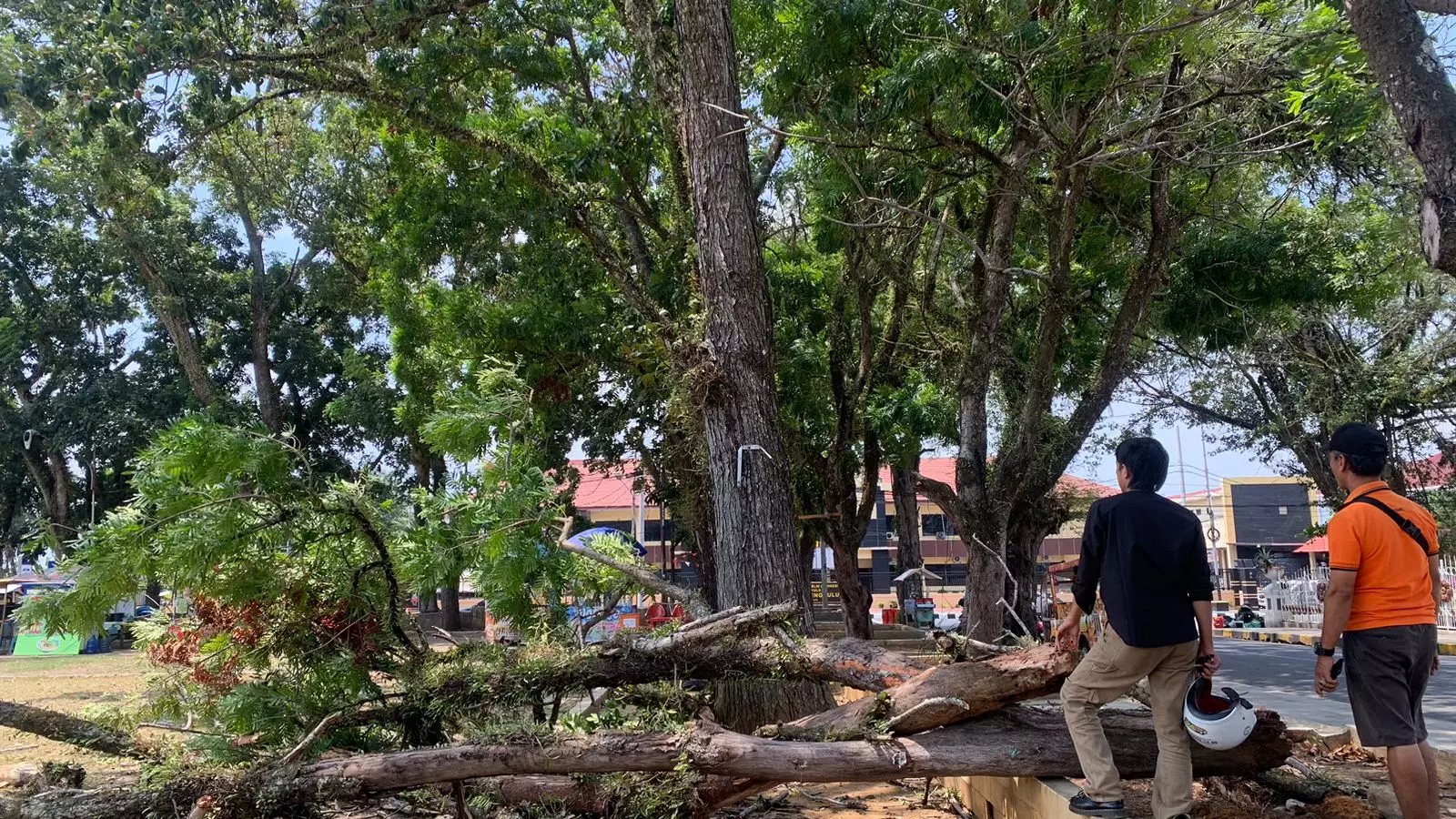 Angin Kencang, Pohon di Kawasan View Tower Roboh, Hampir Timpa Warga