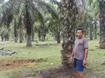 Sapi Milik Warga Padang Serai Dimaling, Pelaku Sembelih di Tempat