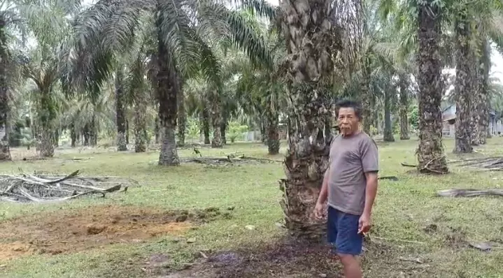 Sapi Milik Warga Padang Serai Dimaling, Pelaku Sembelih di Tempat