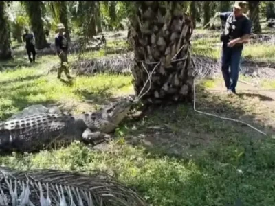 Geger, Buaya Muara Raksasa Muncul di Perkebunan Kelapa Sawit