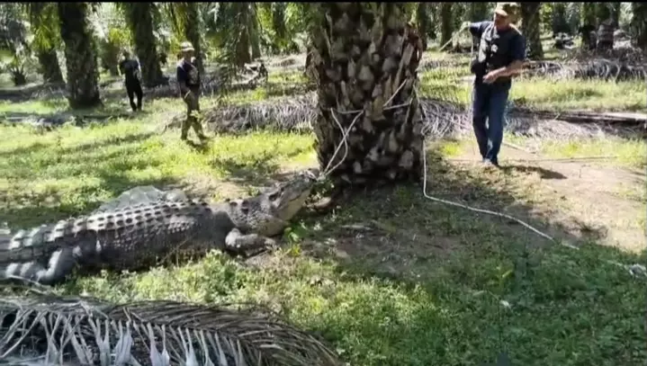 Geger, Buaya Muara Raksasa Muncul di Perkebunan Kelapa Sawit