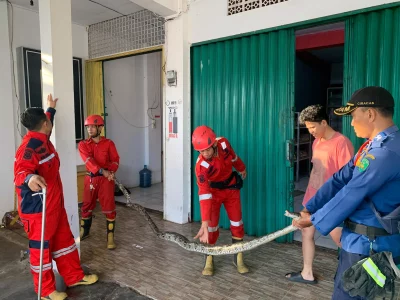 Ular Piton Sepanjang 2 Meter Masuk ke Toko Roti, Damkar Kota Bengkulu Langsung Lakukan Evakuasi