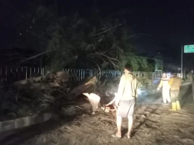 Lapuk Dimakan Usia, Pohon Cemara di Tengah Kota Tumbang