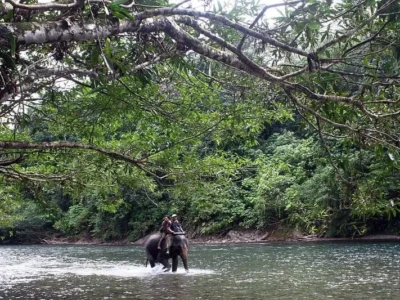 Anggota Conservation Response Unit (CRU) Indonesia bekerja bersama gajah yang terancam punah di Taman Nasional Genung Leuser pada tahun 2020.Anggota Conservation Response Unit (CRU) Indonesia bekerja bersama gajah yang terancam punah di Taman Nasional Genung Leuser pada tahun 2020. Panyahatan Siregar, Credits Wikimedia Commons CC BY 4.0