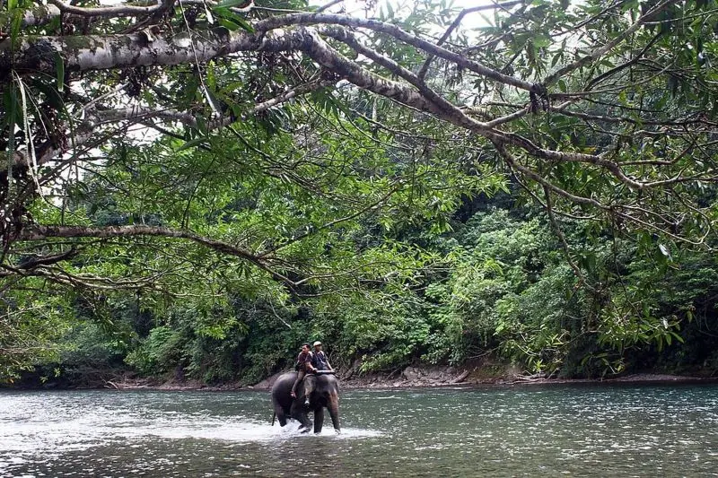 Anggota Conservation Response Unit (CRU) Indonesia bekerja bersama gajah yang terancam punah di Taman Nasional Genung Leuser pada tahun 2020.Anggota Conservation Response Unit (CRU) Indonesia bekerja bersama gajah yang terancam punah di Taman Nasional Genung Leuser pada tahun 2020. Panyahatan Siregar, Credits Wikimedia Commons CC BY 4.0